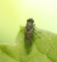 Paralimna punctipennis