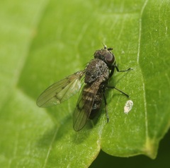 Paralimna punctipennis