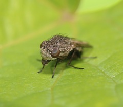 Paralimna punctipennis
