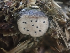 Poronia erici