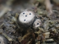 Poronia erici