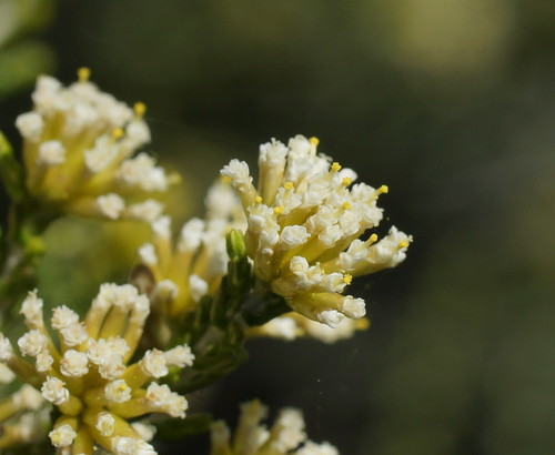 Ozothamnus hookeri Sond.