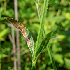 Calycomyza verbenae