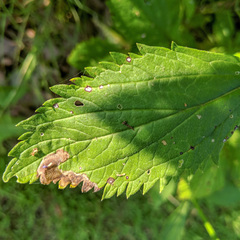 Calycomyza verbenae