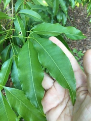Melicope elleryana