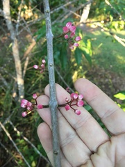 Melicope elleryana