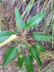 Astrotricha intermedia