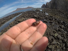 Macrocypraea cervinetta