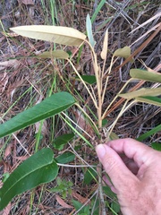 Astrotricha intermedia