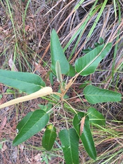 Astrotricha intermedia