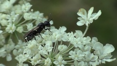 Hylaeus