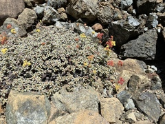 Eriogonum cedrorum