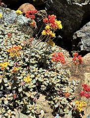 Eriogonum cedrorum