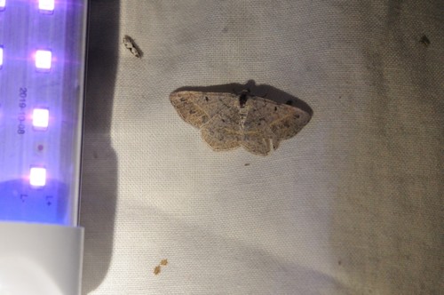 Pale-lined Angle photo 3