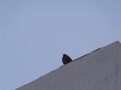 Melozone fusca