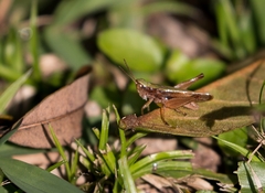 Dichromorpha australis