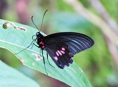 Parides neophilus