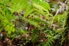 Asplenium gracillimum