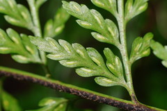 Asplenium gracillimum