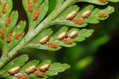 Asplenium gracillimum