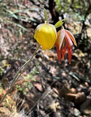Calochortus raichei
