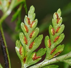 Asplenium gracillimum