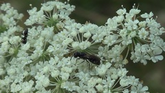 Hylaeus