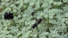 Hylaeus