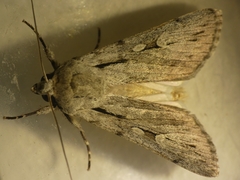 Dichagyris candelisequa