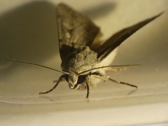 Dichagyris candelisequa