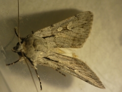 Dichagyris candelisequa