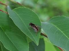 Parhelophilus rex