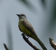 Tyrannus melancholicus