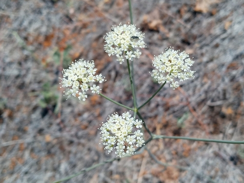 adobe yampah (Perideridia pringlei)