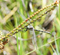 Eusynthemis guttata