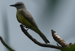 Tyrannus melancholicus