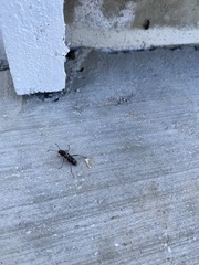 Neoclytus conjunctus