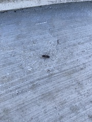 Neoclytus conjunctus