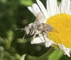 Megachile latimanus