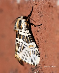 Isia alcumena