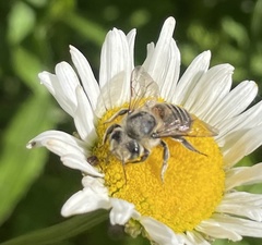 Megachile latimanus
