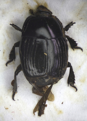 Margarinotus merdarius