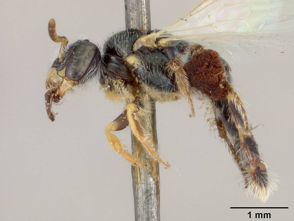 Rhus Fairy Bee