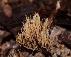 Phaeoclavulina ochracea