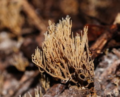 Phaeoclavulina ochracea