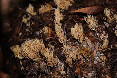 Phaeoclavulina ochracea
