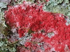 Fungi