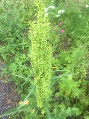 Rumex pseudonatronatus