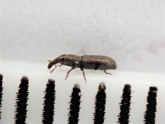 Sericotrogus subaenescens