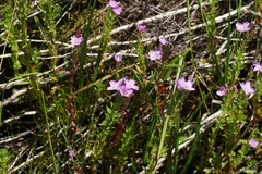 Epilobium gunnianum